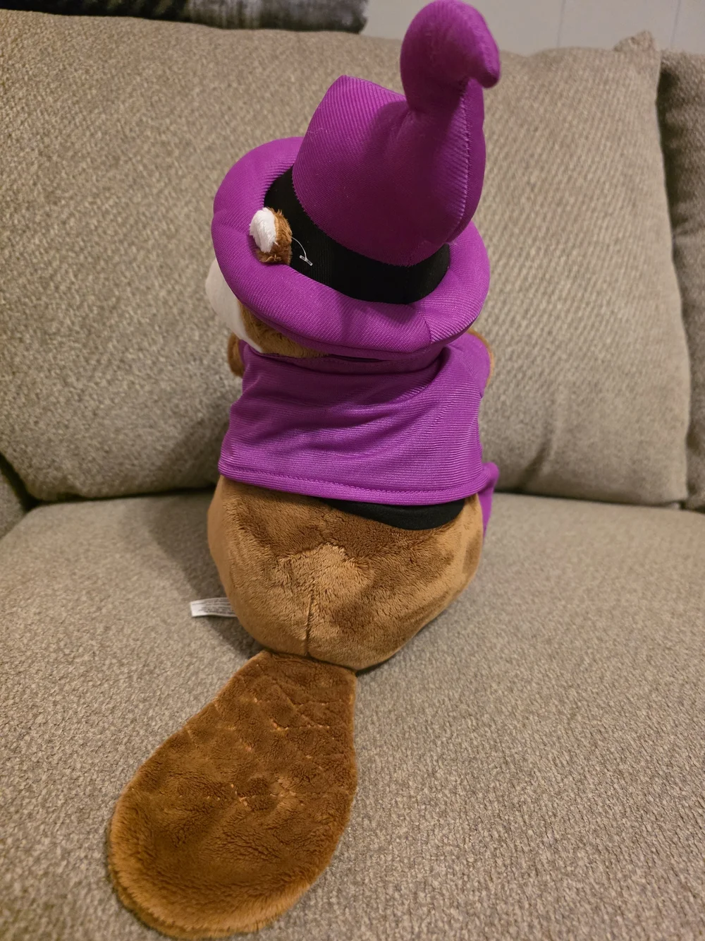 HALLOWEEN Bucee In Witch Costume